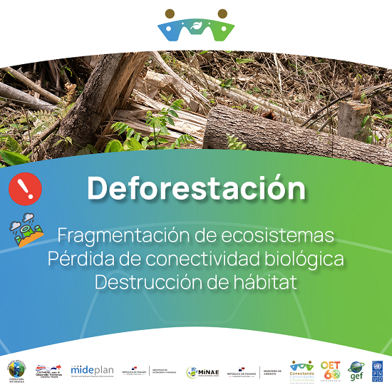 Problema 3 Deforestacion